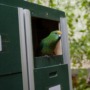 Endangered parrots get a new home in New Zealand