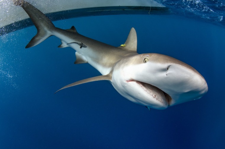 A Caribbean reef shark