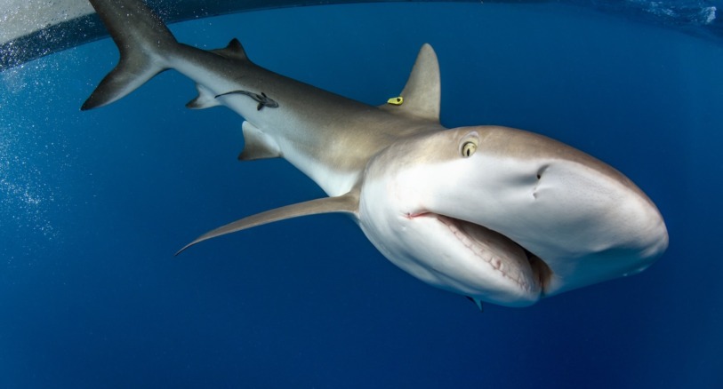 A Caribbean reef shark