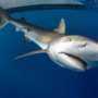 Shark populations increase in Belize with help from people