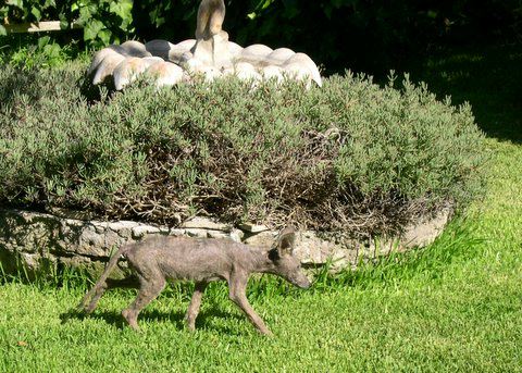 A coyote with mange