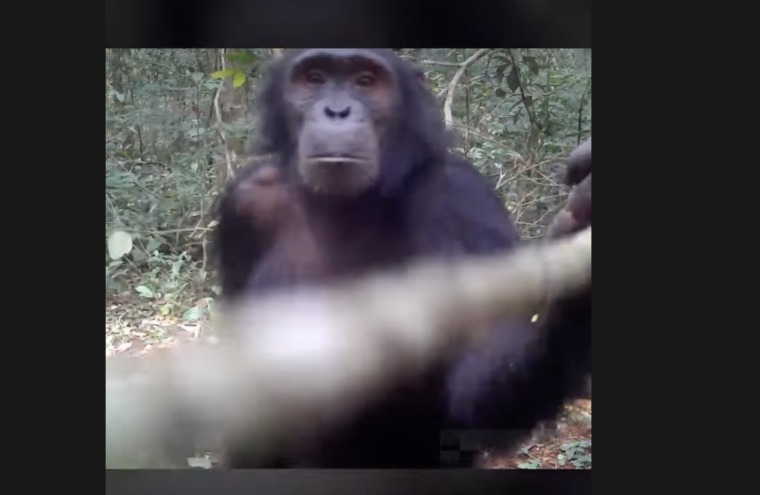 a female chimp investigates a camera trap with a stick