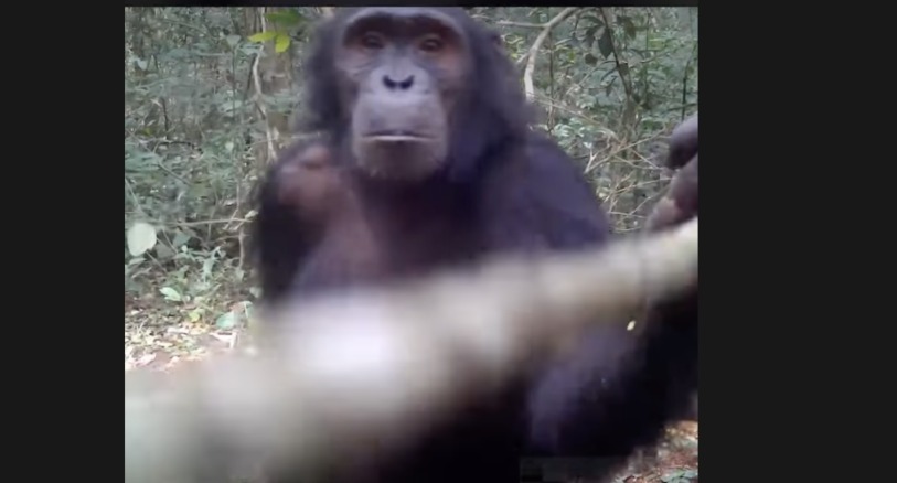 a female chimp investigates a camera trap with a stick