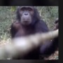 Clever chimp checks out camera trap