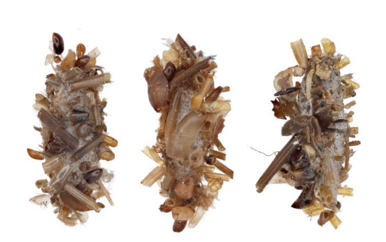 bone collector caterpillars