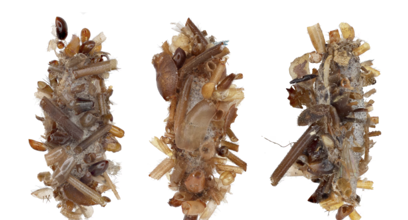 bone collector caterpillars
