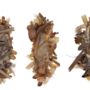 Bone collector caterpillar wears a spooky disguise