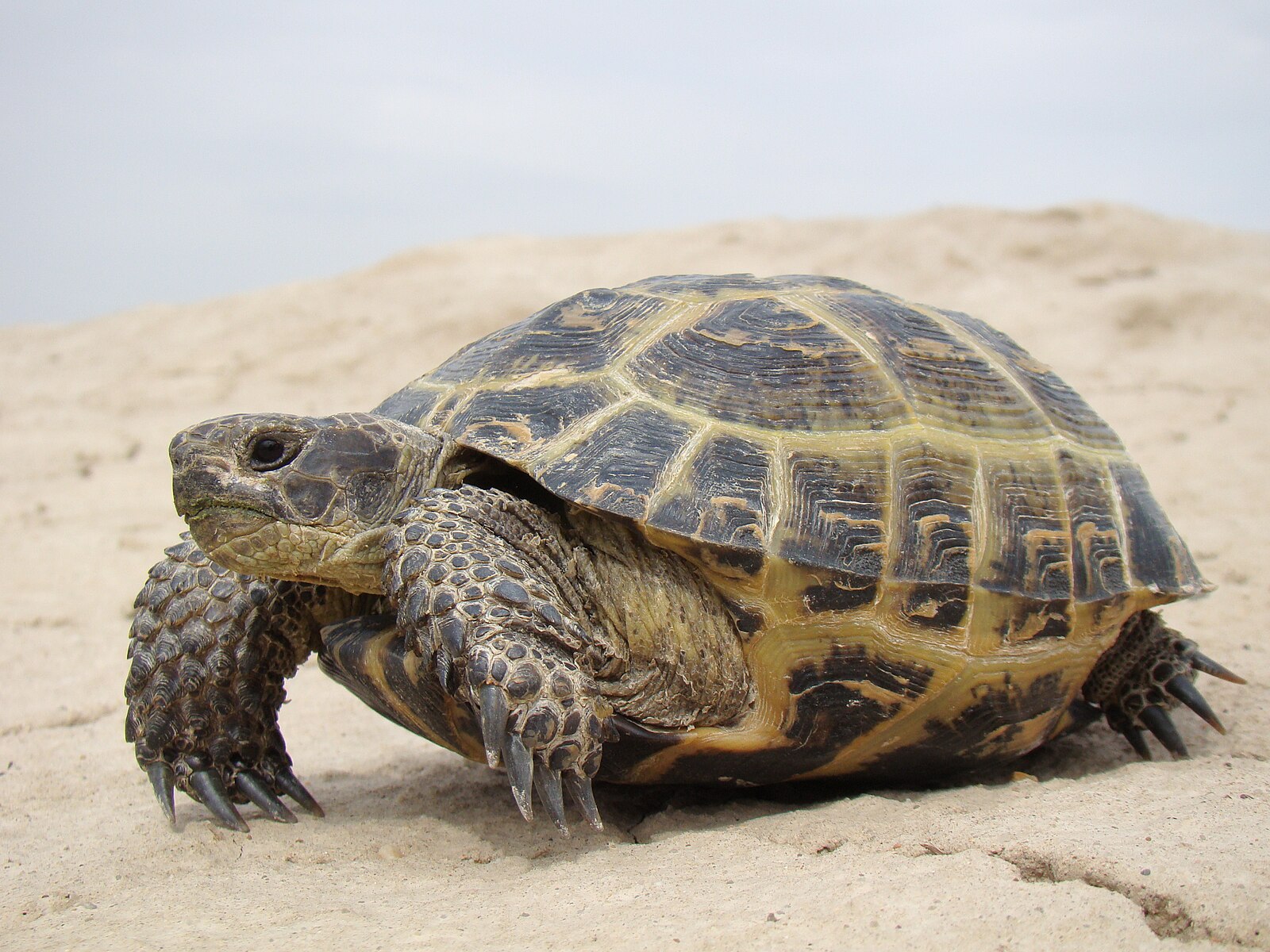 A tortoise