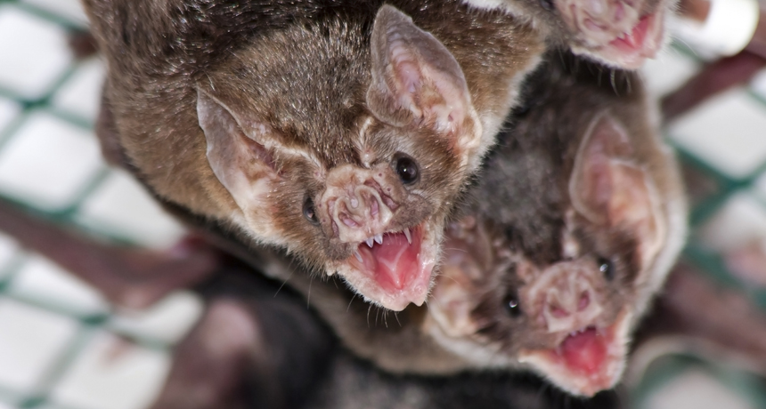 Vampire bats