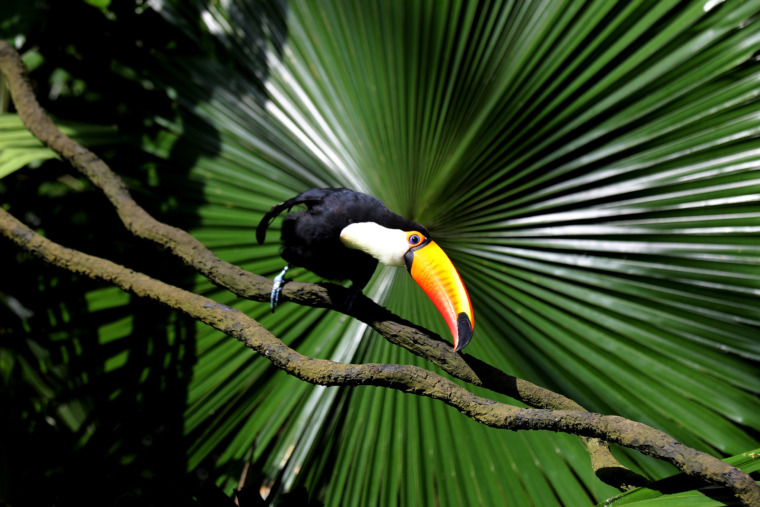Toucan. Photo by Rhett Ayers Butler