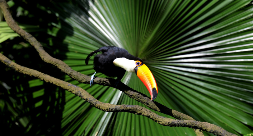 Toucan. Photo by Rhett Ayers Butler