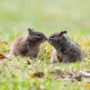 Rodents hunting rodents? Squirrels observed preying on voles!