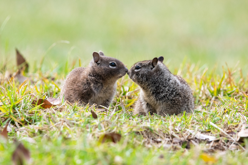 California ground squirrels