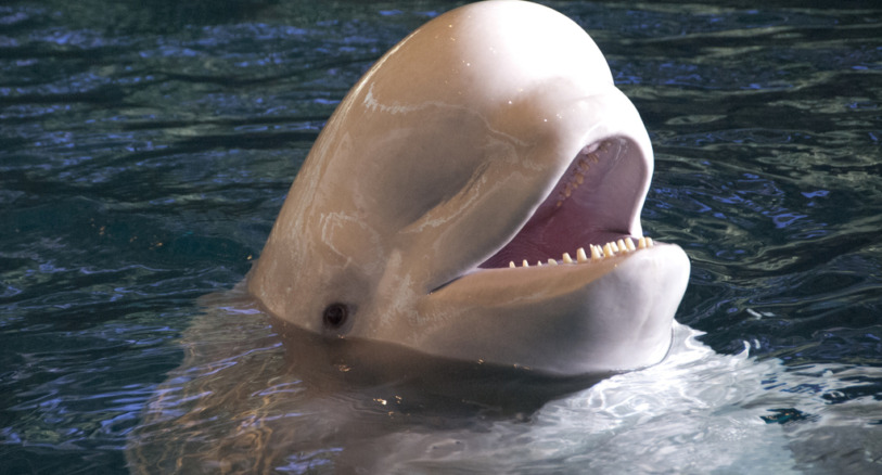 a beluga whale