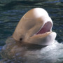 Underwater cameras capture belugas on ‘summer vacation’