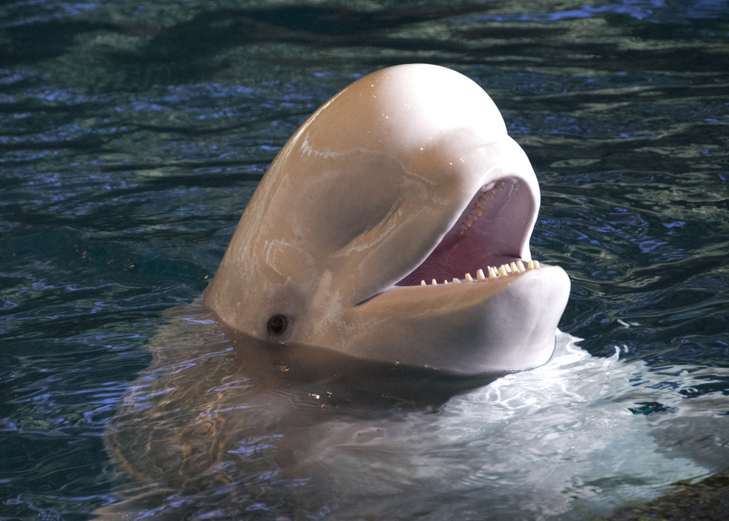 a beluga whale