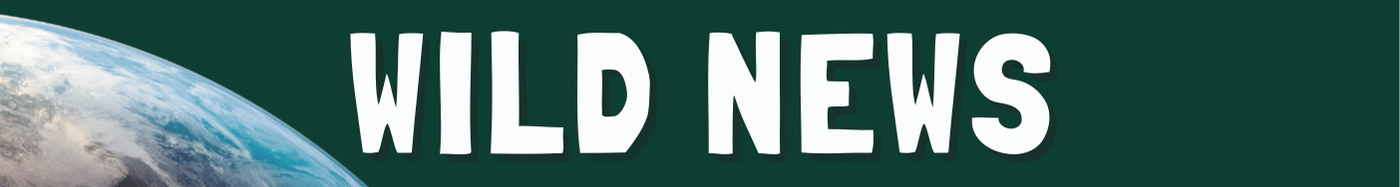 Wild News on Mongabay Kids