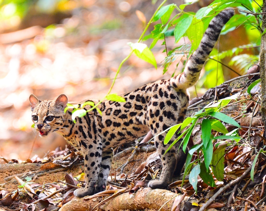 a margay, a type of small wild cat