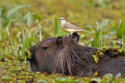 a bird perched on a capybara