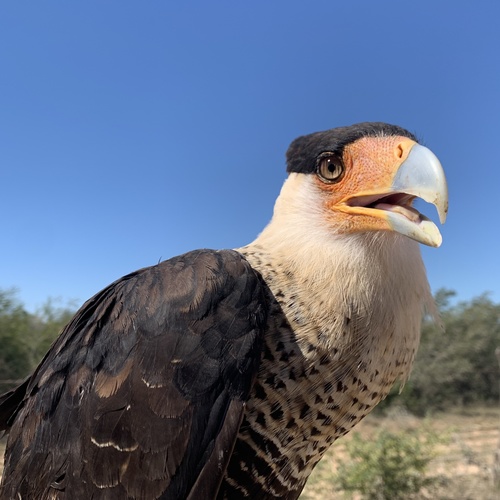 A crested caracara