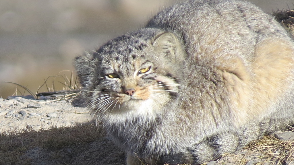 A Pallas's Cat