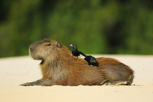 birds perched on a capybara