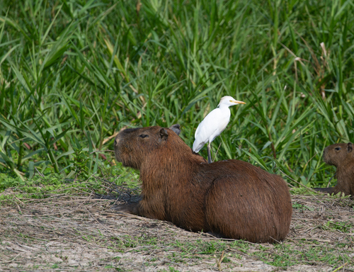 a bird perched on a capybara