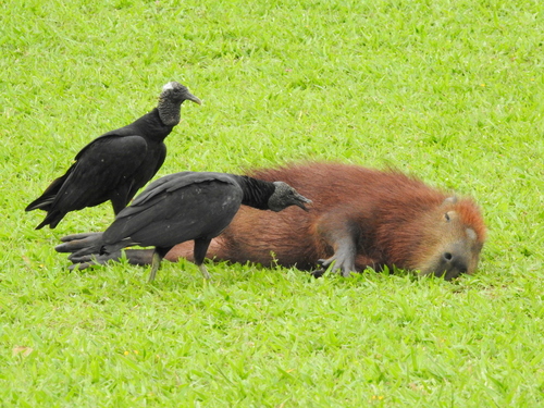 a black vulture next to a capybara