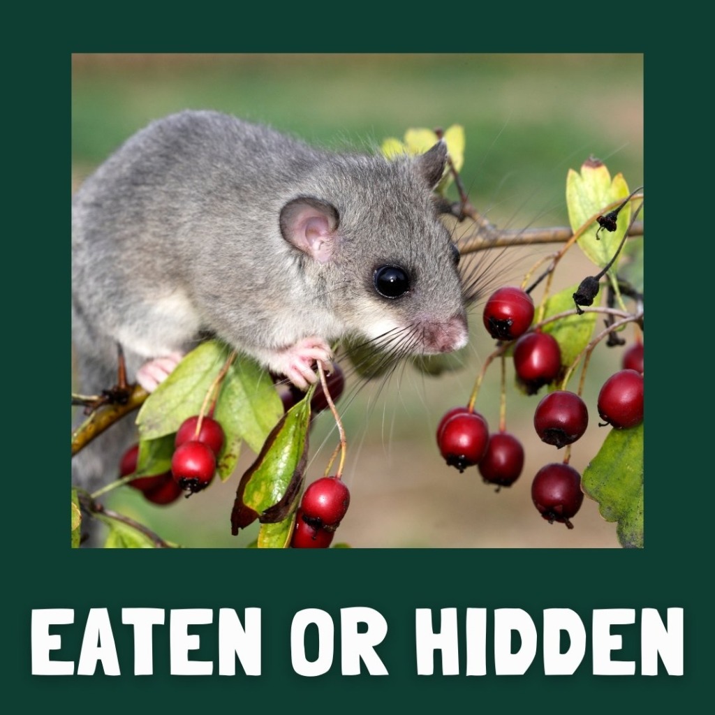 Seed dispersal by animal