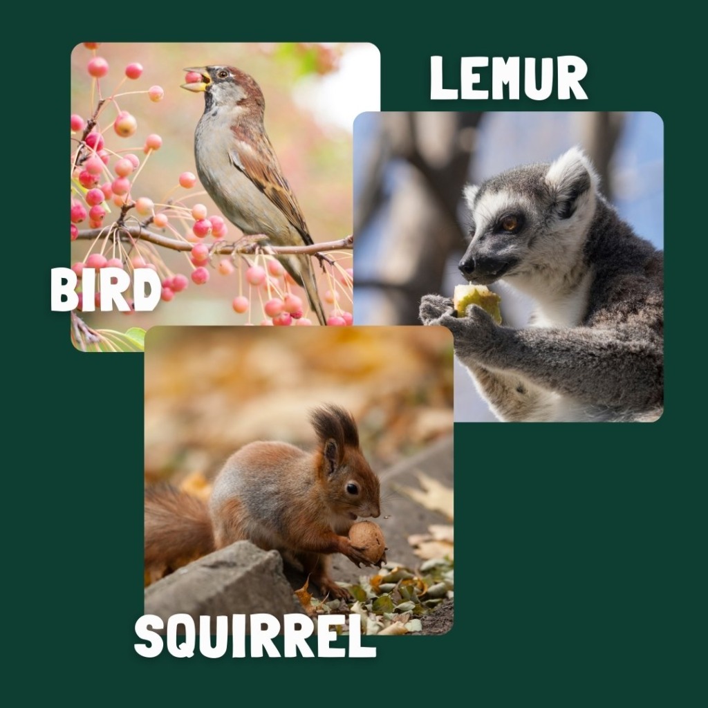 Seed dispersal by animal examples