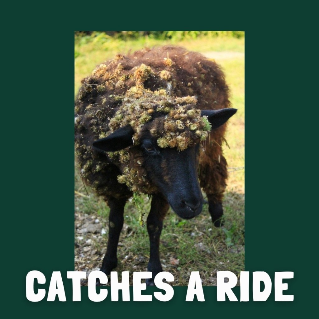 Seed dispersal by animal fur