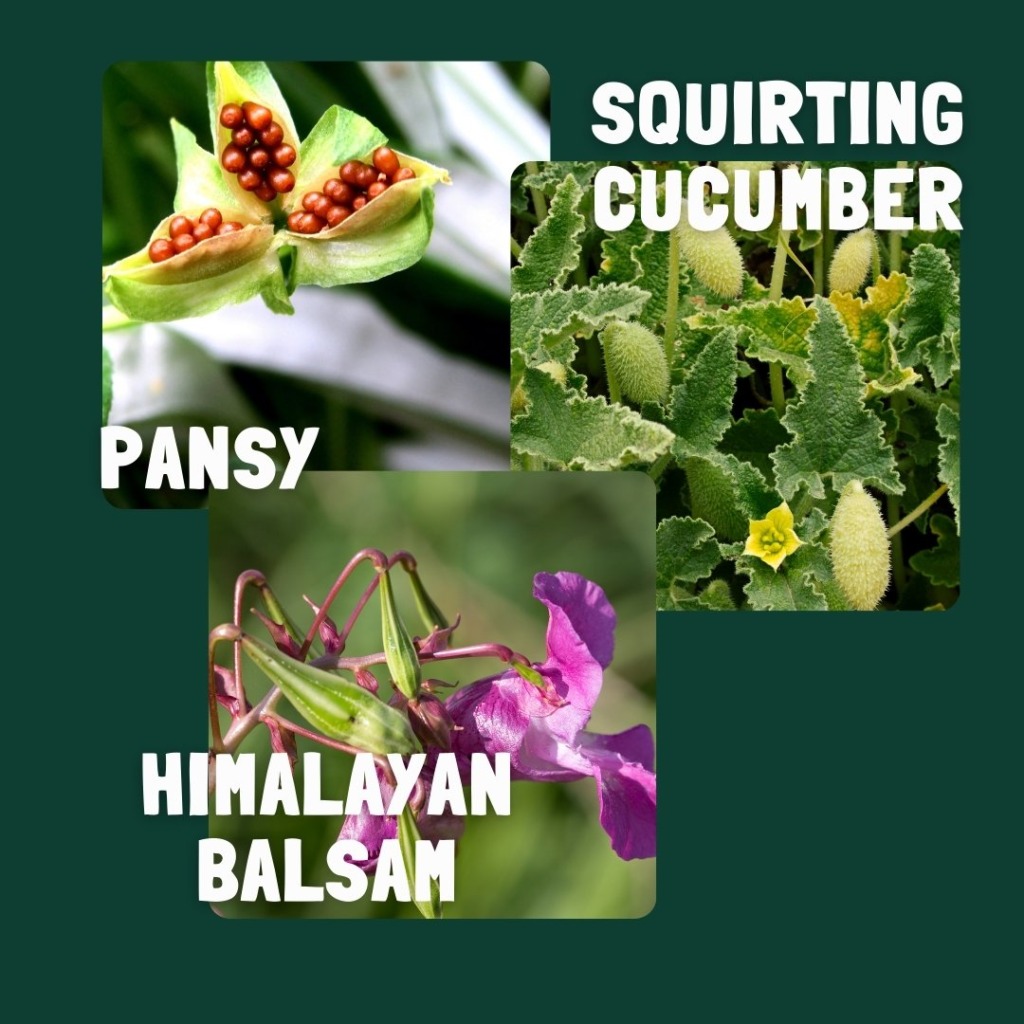 Seed dispersal by explosion examples