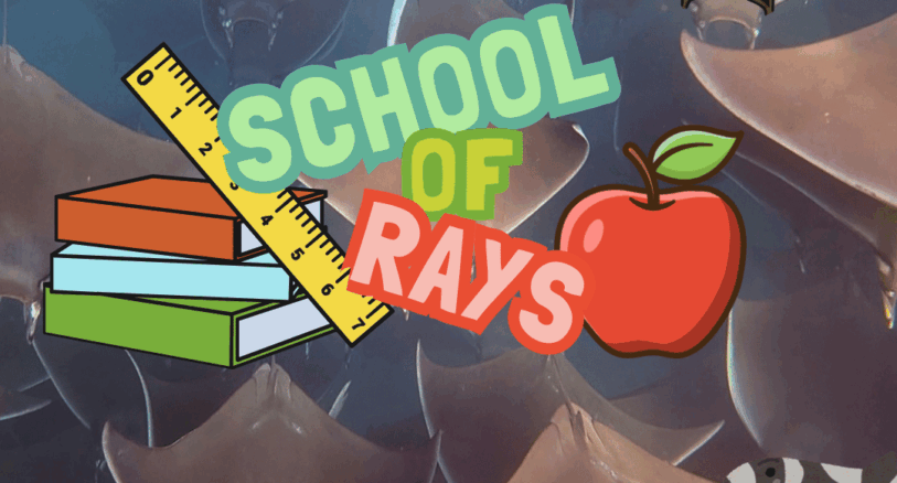 A spot the difference puzzle