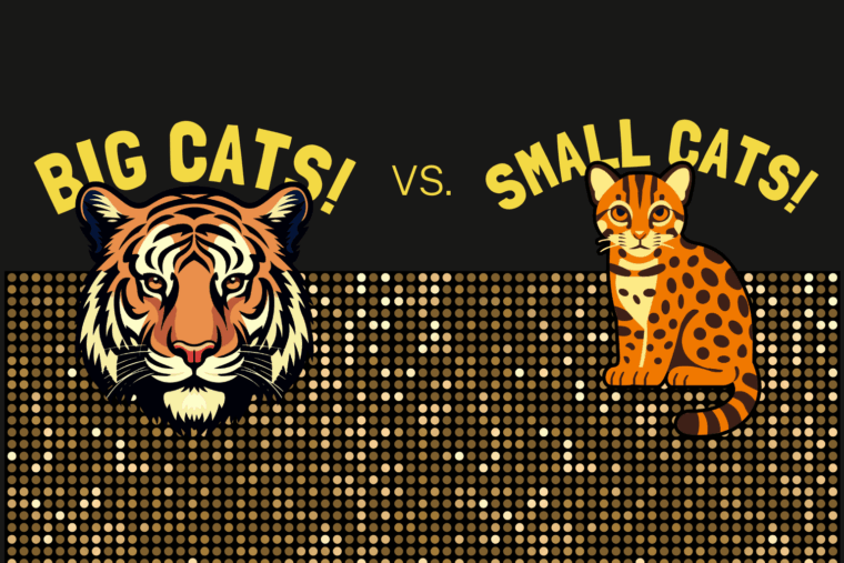 a feature about big cats vs. small cats