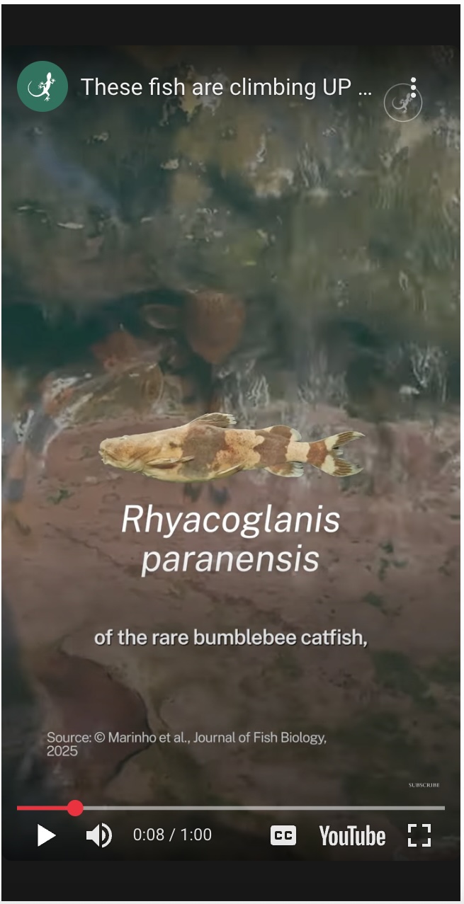 bumblebee catfish climbing a waterfall