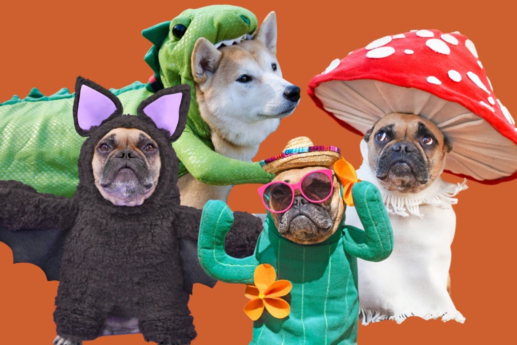 dogs in costume