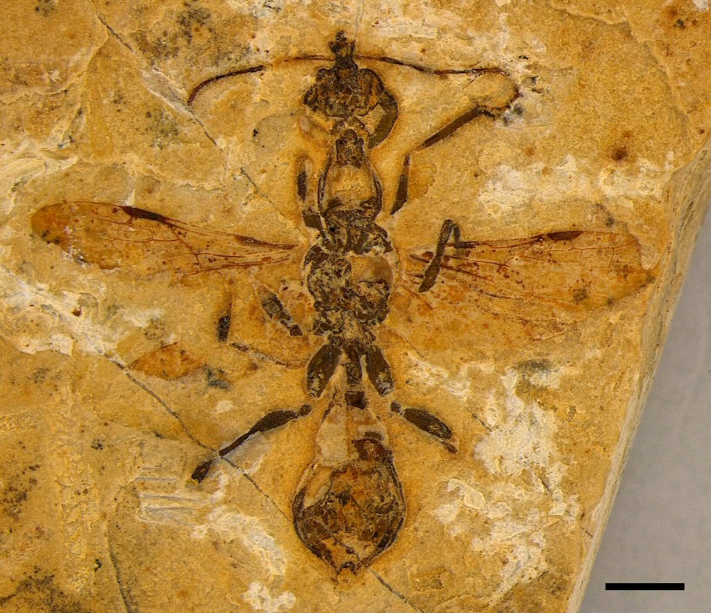 A hell ant fossil described 113 million years after its extinction.