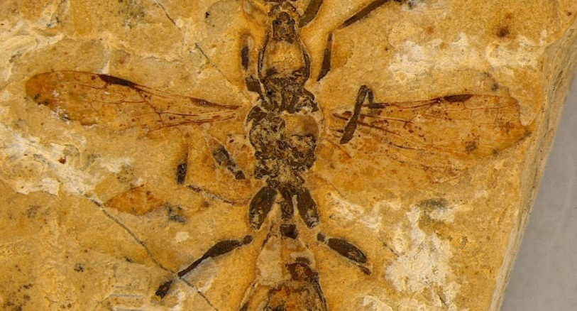 A hell ant fossil described 113 million years after its extinction.
