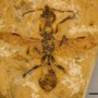 World’s oldest known ant fossil found in Brazil