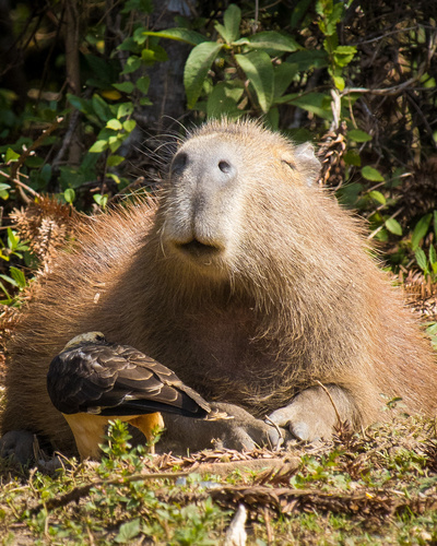 a bird perched on a capybara