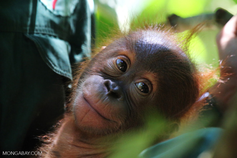 a baby orangutan