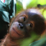 Sleepy orangutans take naps too!