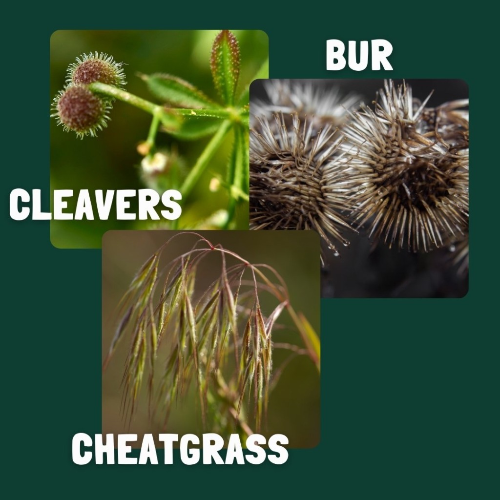 seed dispersal by animal fur examples