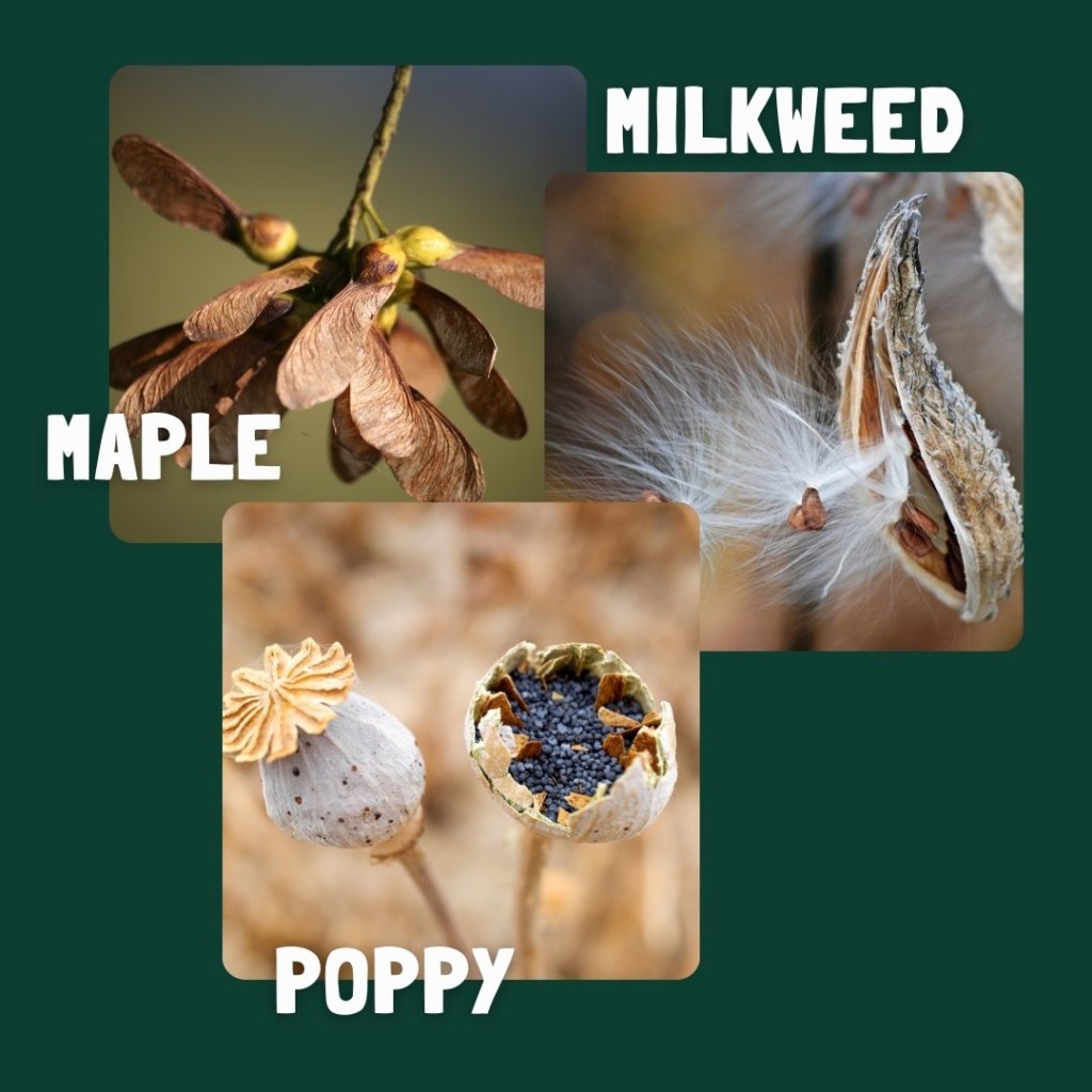 seed dispersal by wind examples