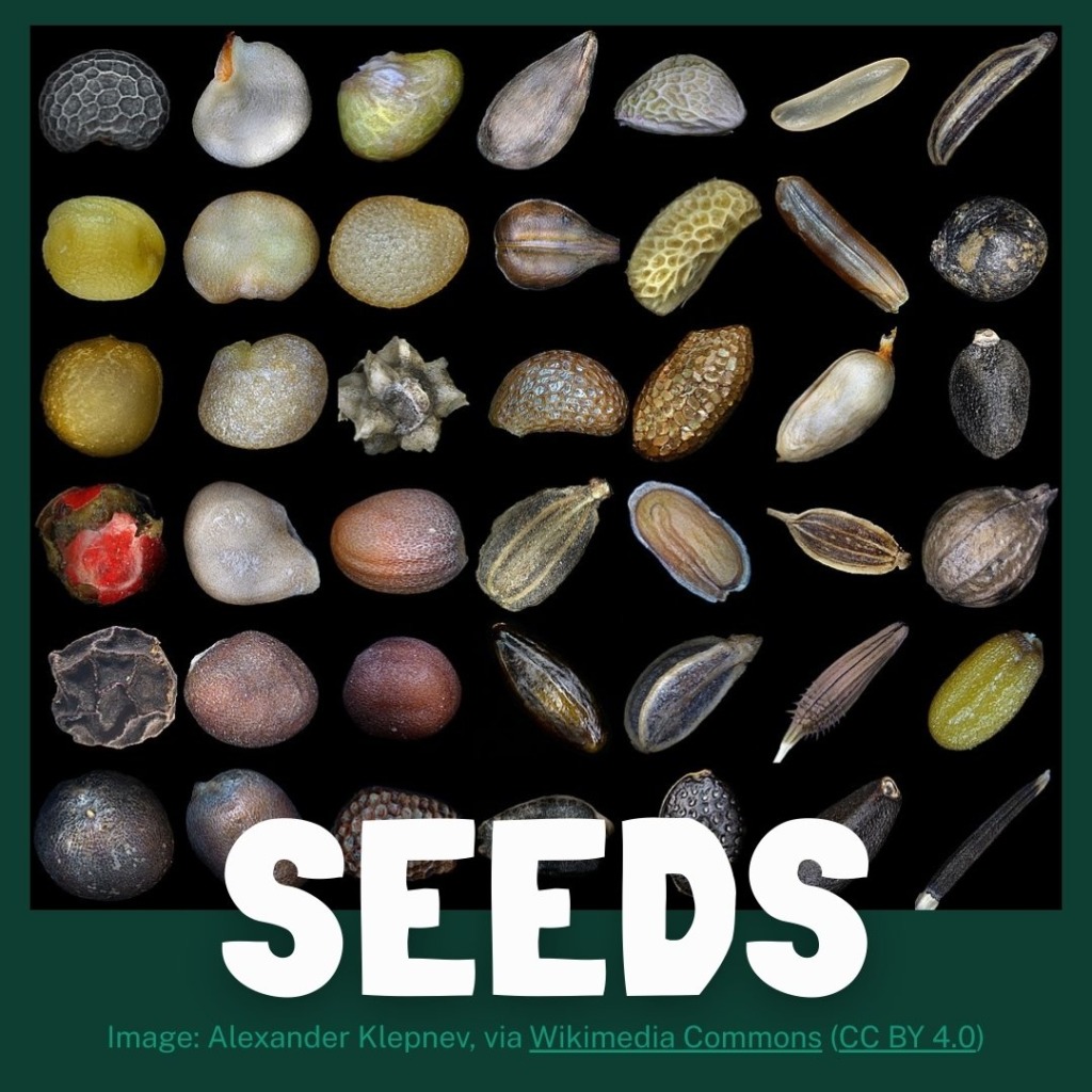 A photo of many types of seeds