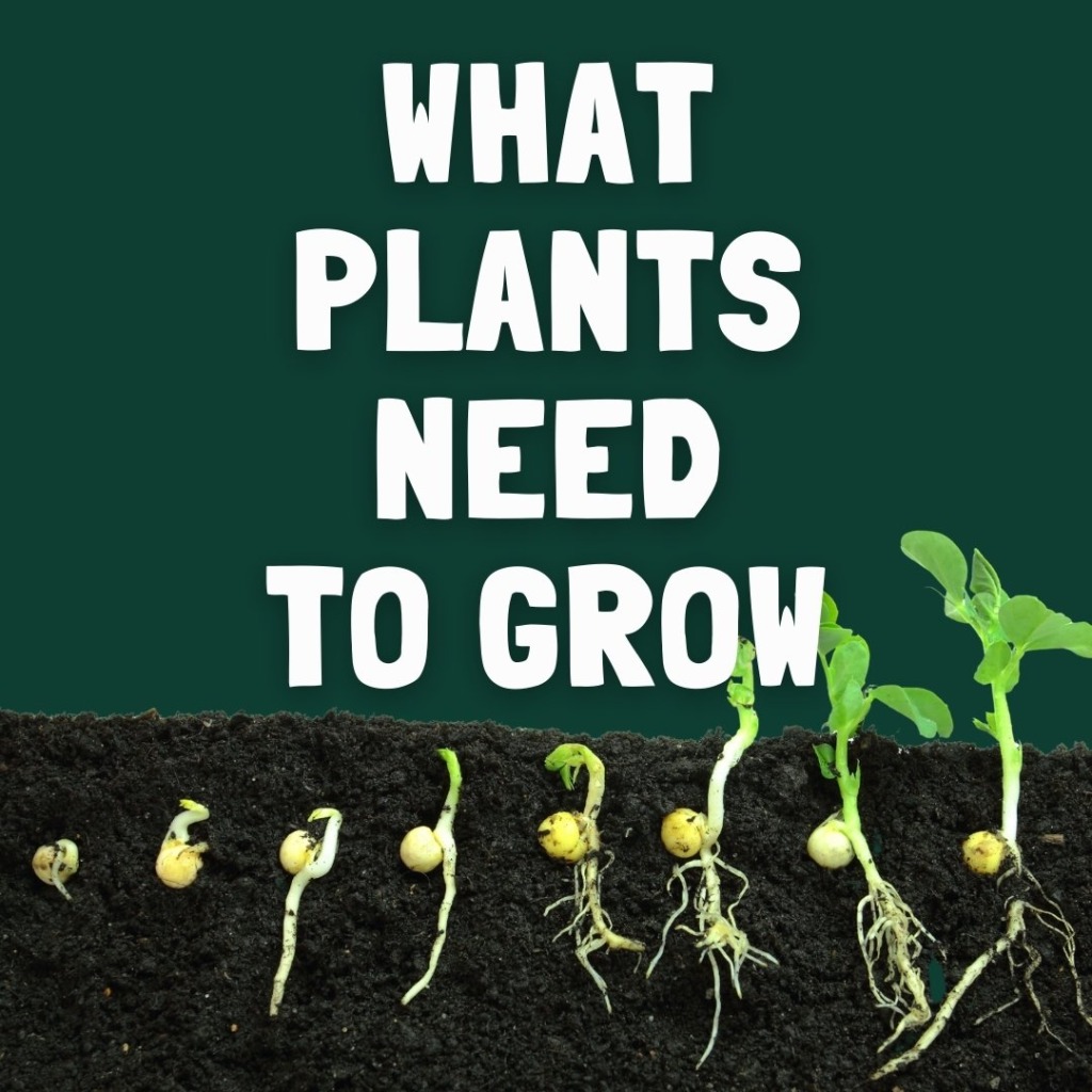 what plants need to grow