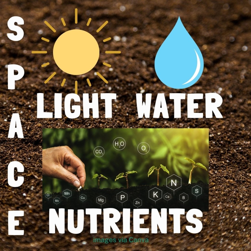 What plants need to grow