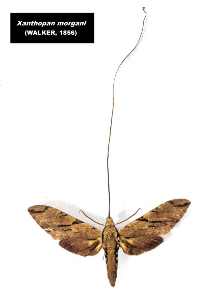 Morgan's sphinx moth