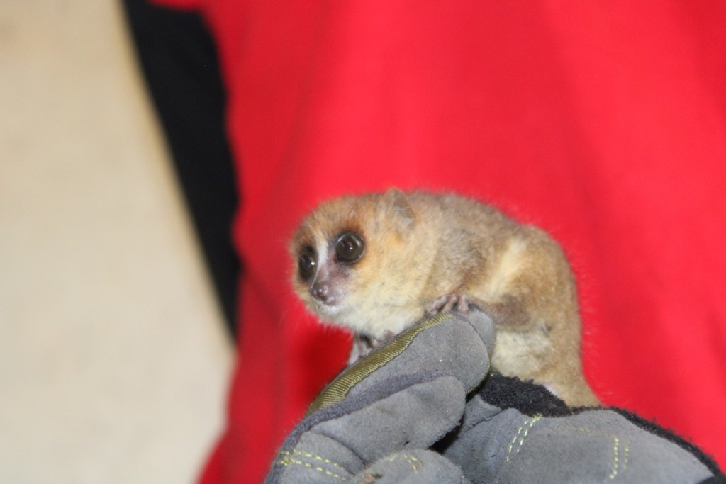Brown mouse lemur