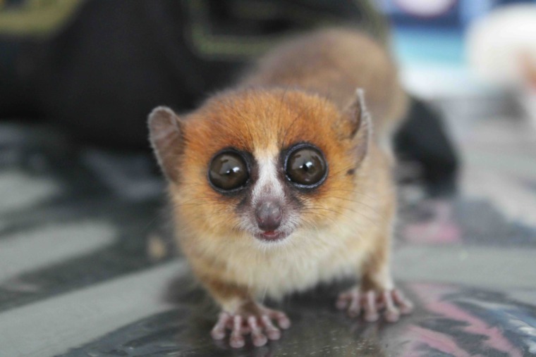 Brown mouse lemur portrait